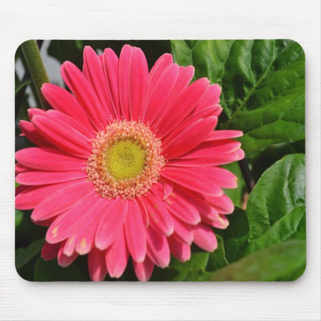 Mousepad margaridas do Gerbera 365flower (Frente)