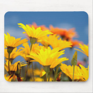 Mousepad Margaridas Laranja e Amarelo de Namaqualândia