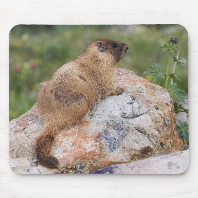 Mousepad Marmot, Marmota flaviventris, de barriga amarela, (Frente)