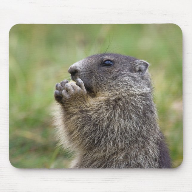 Mousepad Marmota (Frente)