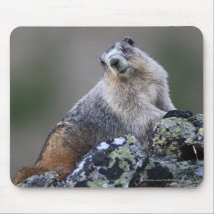 Mousepad Marmota
