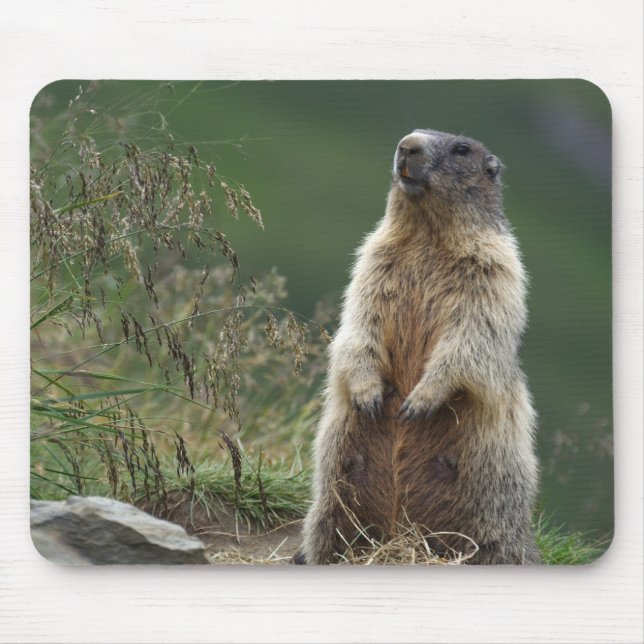 Mousepad Marmota (Frente)