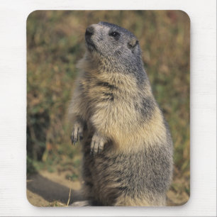 Mousepad Marmota Alpina, Marmota marmota, adulto em pé