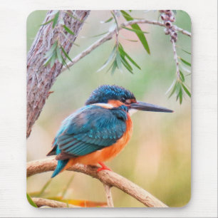 Mousepad Martim-pescador Empoleirado no Galho