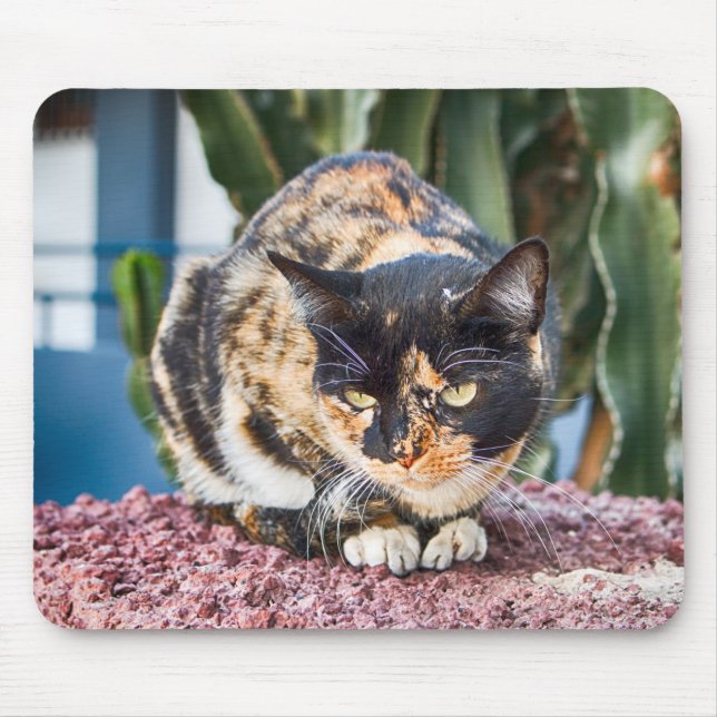 Mousepad Maspalomas Cat (Frente)