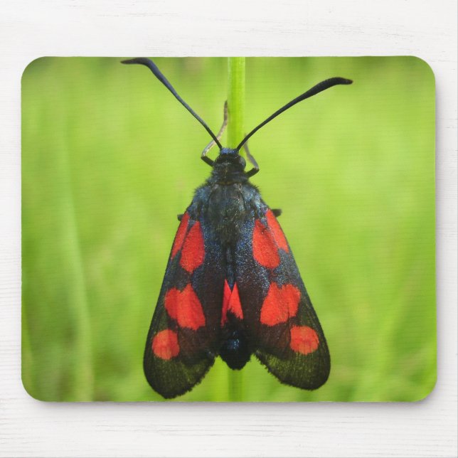 Mousepad Matriz do mouse Burnet de cinco pontos (Frente)