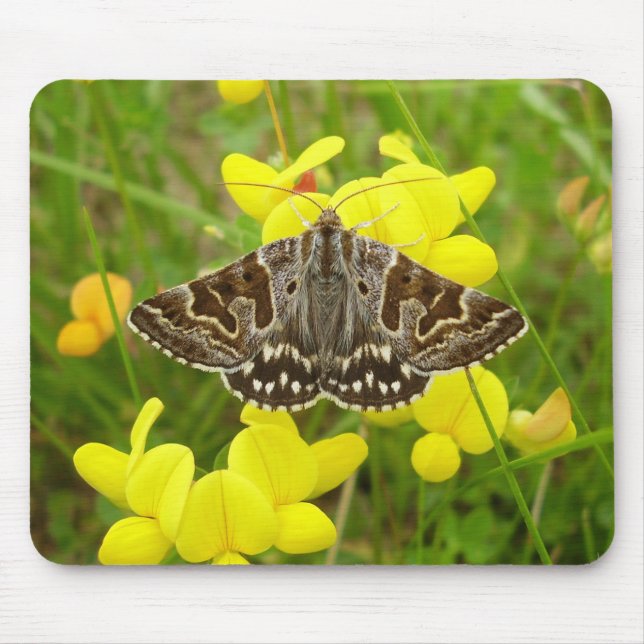 Mousepad Matriz do Mouse Mãe de Shipton (Frente)