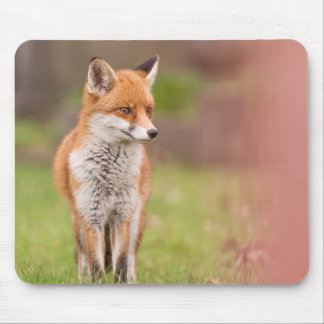Mousepad Matriz do Rato Fox Vixen