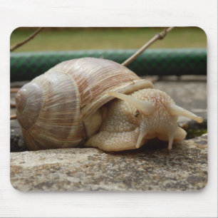 Mousepad Matriz Rato de Caracol