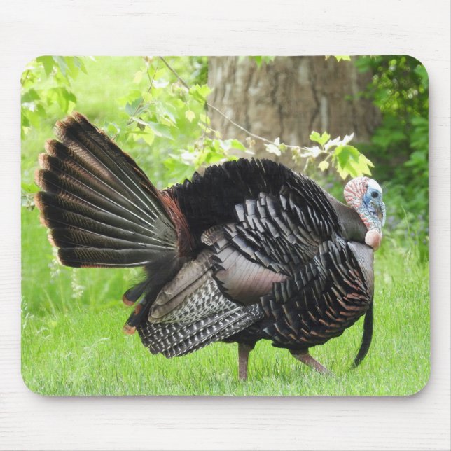 Mousepad Mature Male Wild Turkey Exibindo Penas (Frente)