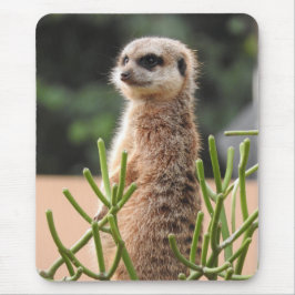 Mousepad Meerkat