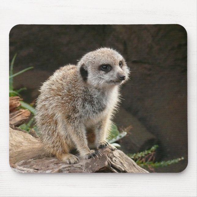 Mousepad Meerkat (Frente)