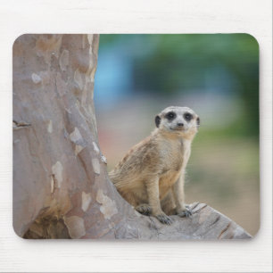 Mousepad Meerkat bonito na árvore