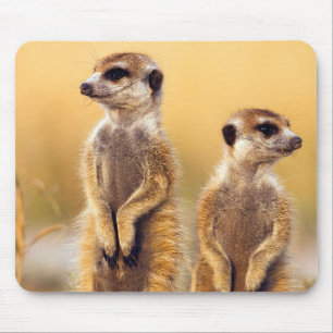 Mousepad Meerkats bonitos sentados