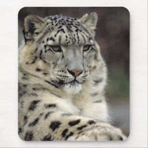 Mousepad Meu rato…