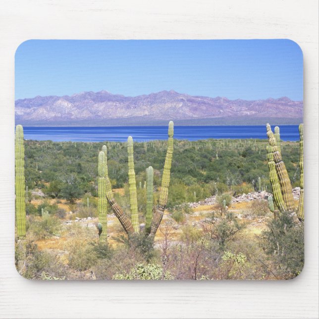 Mousepad México, Baja California Sur, Cardon Cactus em (Frente)