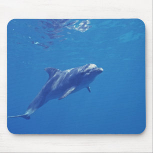 Mousepad México, Cozumel. Golfinho Nariz de Garrafa
