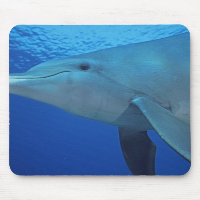 Mousepad México, Cozumel. Golfinho Nariz-de-Garrafa, Tursio (Frente)