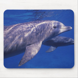 Mousepad México, Cozumel. Golfinho Nariz-de-Garrafa, Tursio