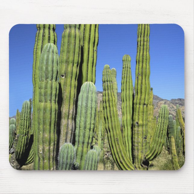 Mousepad México, Sonora, San Carlos. Saguaro & Organ Pipe (Frente)