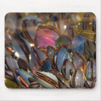 Mousepad Mexilhões sob o oceano