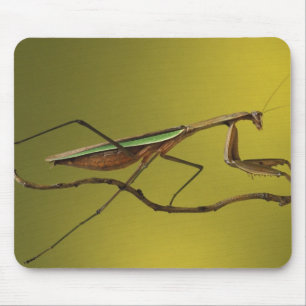 Mousepad Michigan, Rochester Hills. Louva-a-deus
