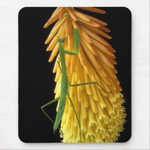 Mousepad Michigan, Rochester Hills. Louva-a-deus no Vermelh