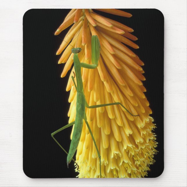 Mousepad Michigan, Rochester Hills. Louva-a-deus no Vermelh (Frente)