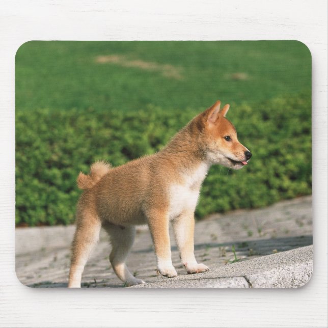 Mousepad Midget Shiba 2 Japonês (Frente)