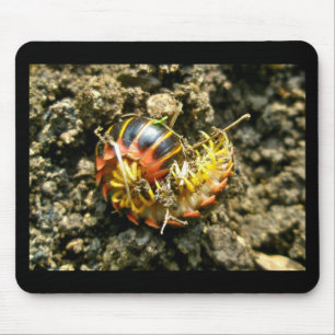 Mousepad Millipede Polydesmida (Sigmoria aberrans) Items