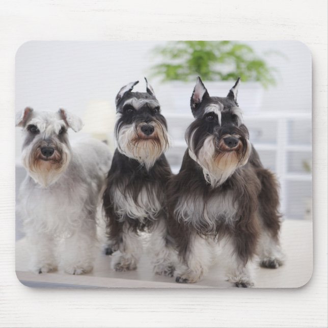Mousepad Miniatura Schnauzers de pé à beira da mesa (Frente)
