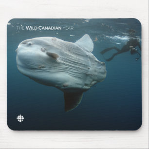 Mousepad Mola Mola