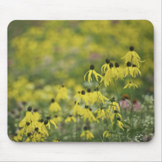 Mousepad Monet_zazzle do coneflower de P2526a_yellow