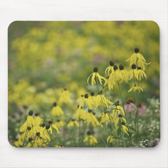 Mousepad Monet_zazzle do coneflower de P2526a_yellow (Frente)