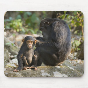 Mousepad Montanhas parque nacional de Mahale, Tanzânia