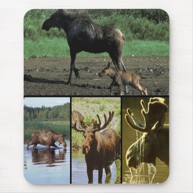 Mousepad Moose (Frente)