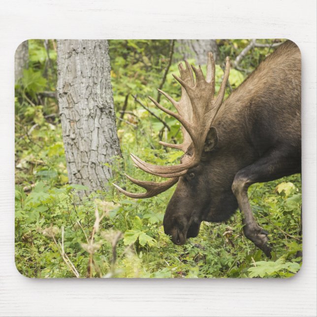 Mousepad Moose Sensante (Frente)