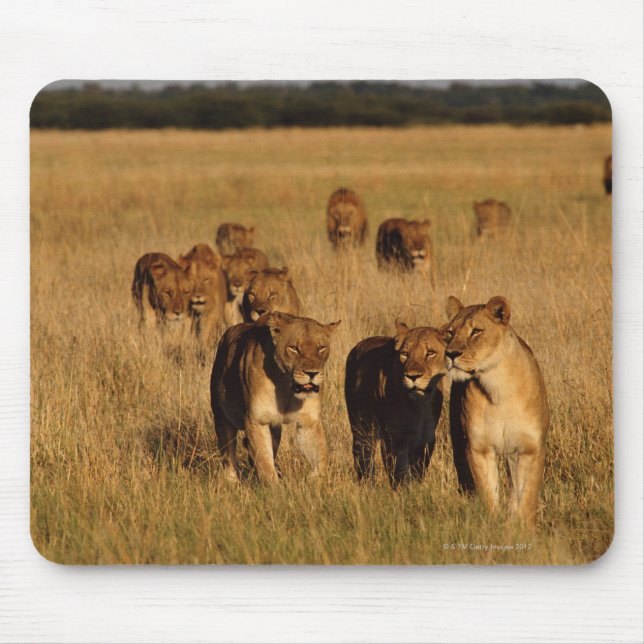 Mousepad Moremi Wildlife Reserve, Botswana (Frente)
