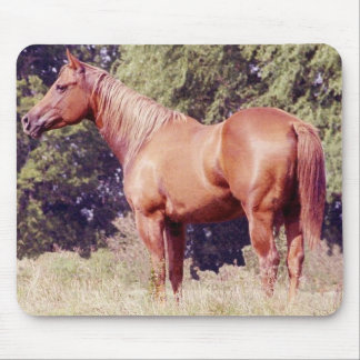 Mousepad Mostre o cavalo