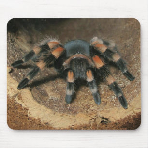 Mousepad Mouse de Aranha do Joelho Vermelho Mexicano Tarant
