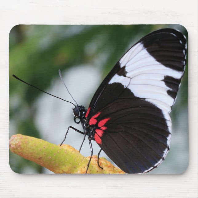 Mousepad Mouse Pad/Doris Longwing Butterfly (Frente)