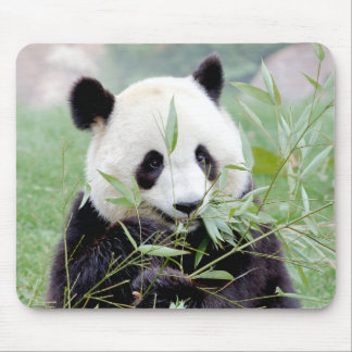 Mousepad Mousepad. Panda gigante fotográfica. Panda geant.