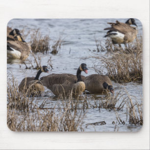 Mousepad Movendo-se para Dentro