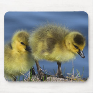 Mousepad Mudas na Primavera