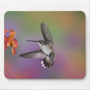 Mousepad Mulher Ruby Throated Hummingbird em voo