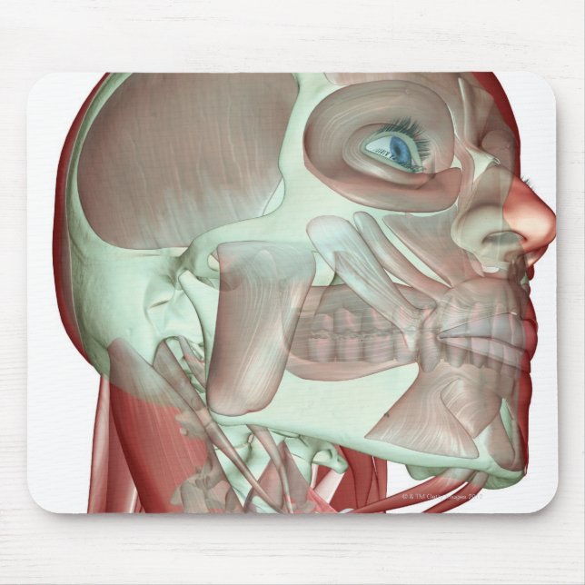 Mousepad Músculo-esqueleto da cabeça e do pescoço 3 (Frente)