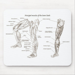 Mousepad Músculos do corpo inferior
