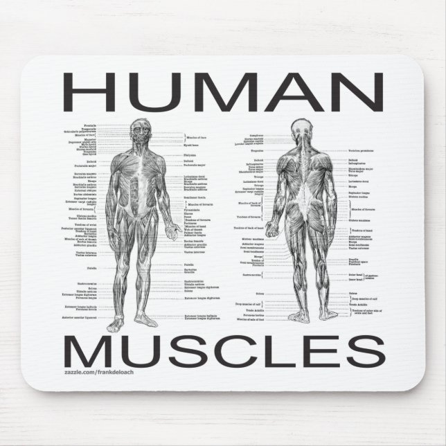 Mousepad Músculos humanos e anatomia (Frente)