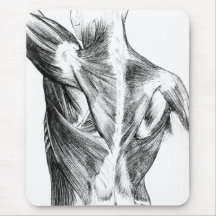 Músculos traseiros da anatomia | do vintage (cerca