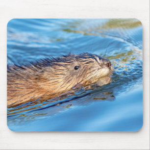 Mousepad Muskrat na Reserva Ecológica da Fazenda de Vassar